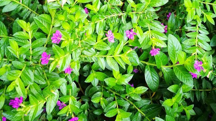 叶子花什么时候开花？如何正确养护以促进花期？