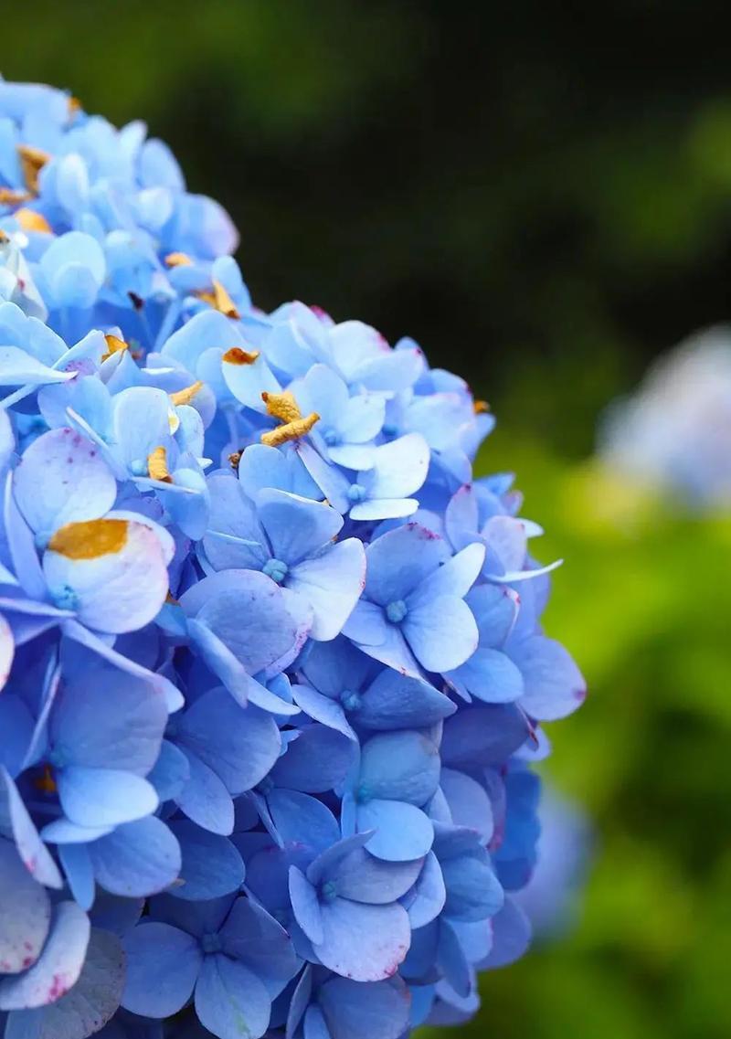 蓝色绣球花（绽放在清晨阳光下的绣球花海）