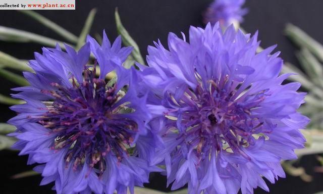 矢车菊能耐受的最低温度是多少？冬天冻死的临界点在哪里？