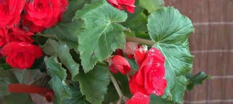 海棠不开花怎么办？如何促进海棠花的开花？