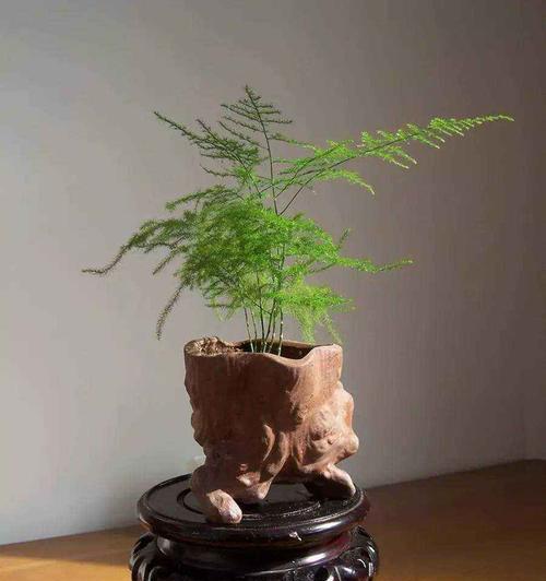 文竹的寓意与象征（探寻文竹之美）