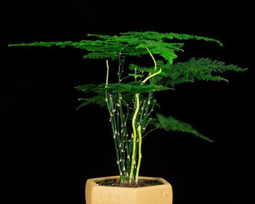 文竹盆景的寓意与魅力（唤醒心灵的绿色庇护扮美生活的艺术品）