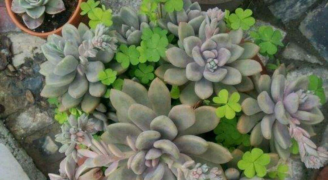 葡萄糖浇多肉植物有好处吗？正确使用方法是什么？