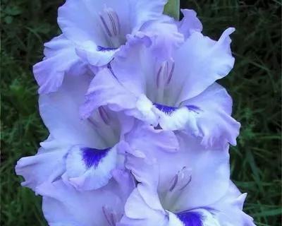 剑兰花（剑兰花的寓意与花语揭秘）