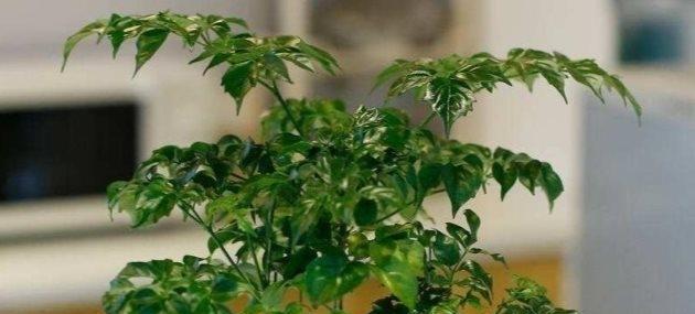 幸福树病虫害怎么防治?防治技术措施有哪些?