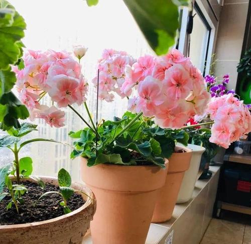 天竺葵冬天会开花吗？冬季室内养护技巧是什么？