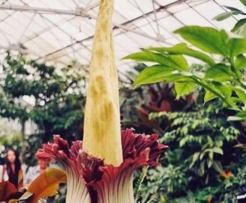 熊童子开花（探索熊童子开花的意义和寓意）