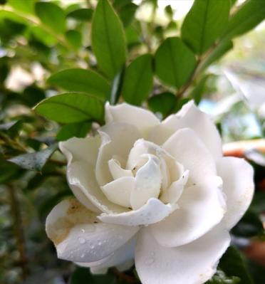 栀子花养护指南(打造盛开花海栀子花养护要点)