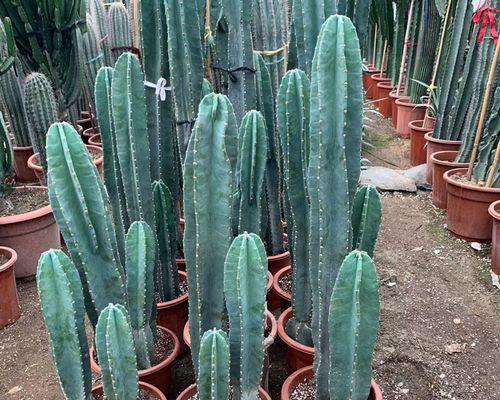 龙骨适合放办公室吗？办公室摆放位置有何讲究？