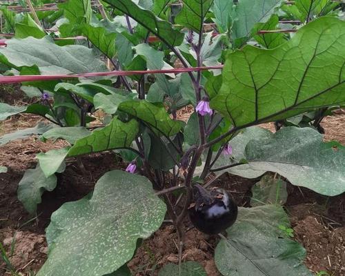 茄子生长在哪里长在什么地方？如何识别茄子的适宜生长环境？