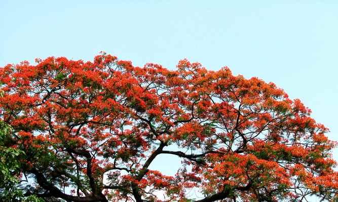 凤凰树的寓意和风水（探寻凤凰树的吉祥象征与风水禁忌）