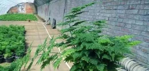 文竹的寓意与象征风水（带给你家庭和谐与财运的神奇植物）