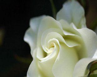 白玫瑰怎么养殖方法？有哪些注意事项？