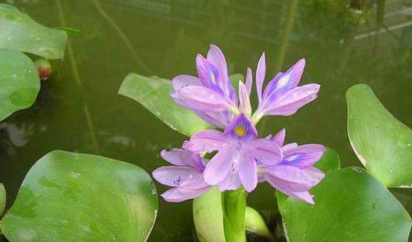 水葫芦是种子植物吗？它的繁殖方式有哪些？