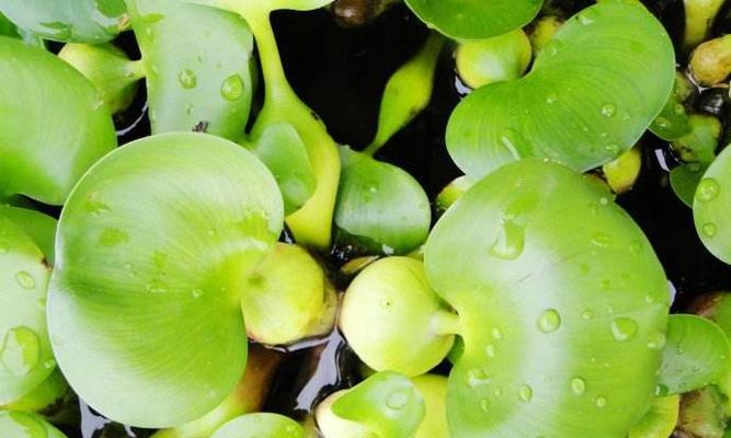 水葫芦是种子植物吗？它的繁殖方式有哪些？