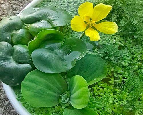 水葫芦是种子植物吗？它的繁殖方式有哪些？