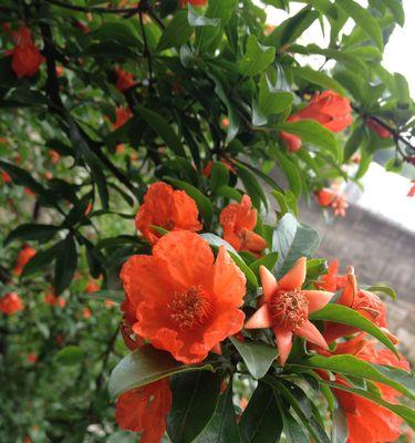 石榴花多久浇一次水？如何正确浇水保持健康生长？