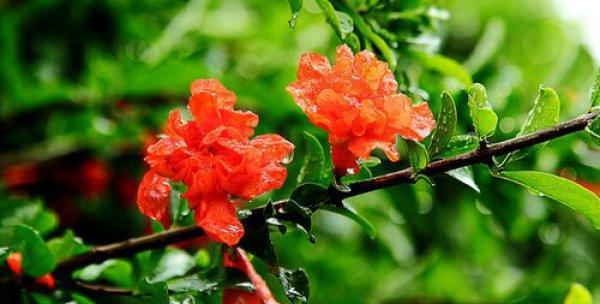 石榴花多久浇一次水？如何正确浇水保持健康生长？