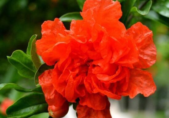 石榴花多久浇一次水？如何正确浇水保持健康生长？