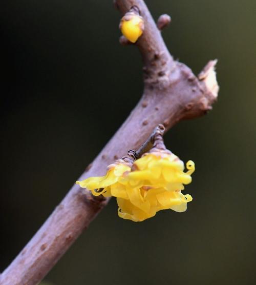 腊梅春天会开花吗？如何正确养护以促进开花？