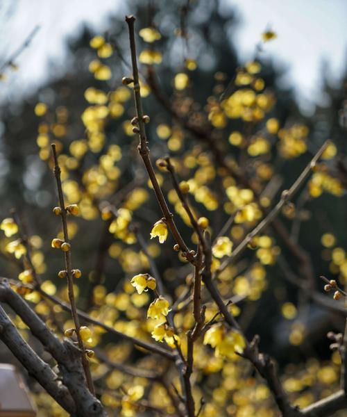 腊梅春天会开花吗？如何正确养护以促进开花？