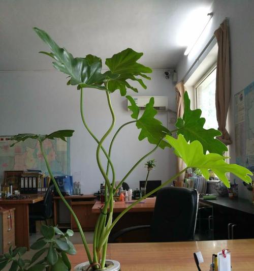 主蔓长度是什么意思（解读主蔓长度的定义和重要性）
