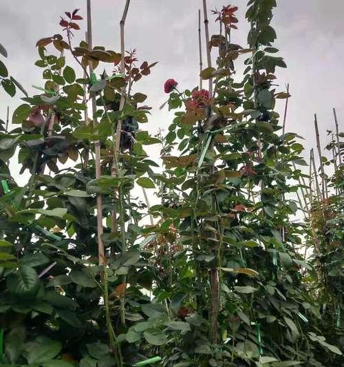 主蔓长度是什么意思(解读主蔓长度的定义和重要性)_花植网