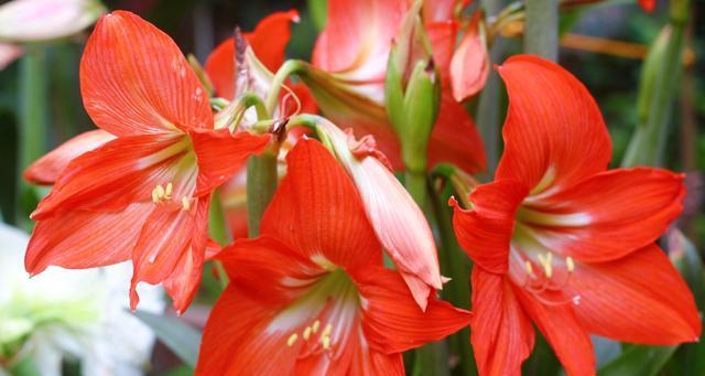 对红和朱顶红是同一种花吗？区别在哪里？