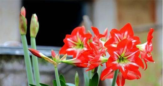 对红和朱顶红是同一种花吗？区别在哪里？