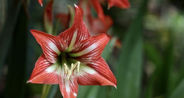 对红和朱顶红是同一种花吗？区别在哪里？