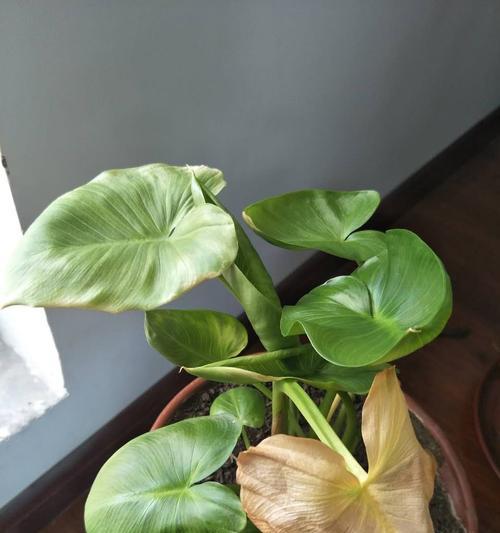 滴水观音的花语——润泽心灵的力量（盆景滴水观音）