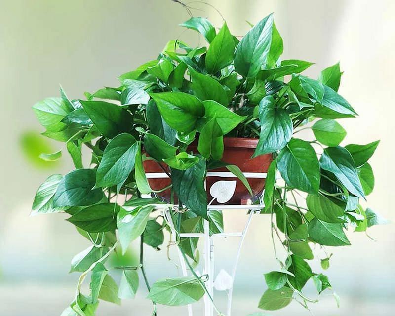 哪些植物象征着坚韧不拔？代表坚强的植物有哪些特性？