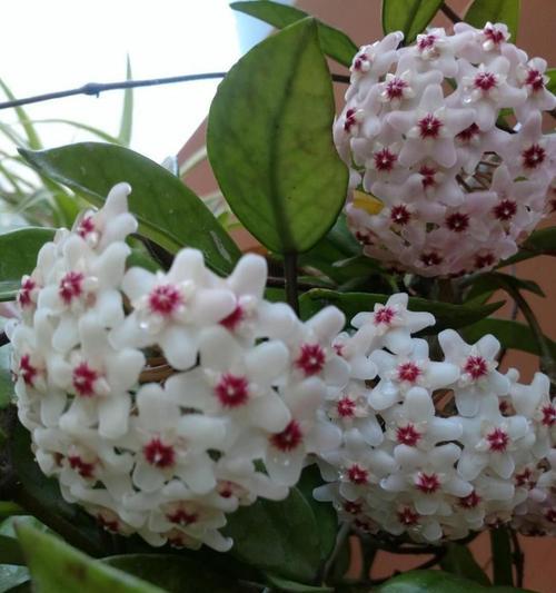 球兰花有毒吗?室内养护需要注意什么?_花植网