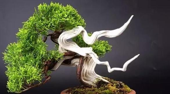 崖柏好养吗？养殖方法和养护要点是什么？