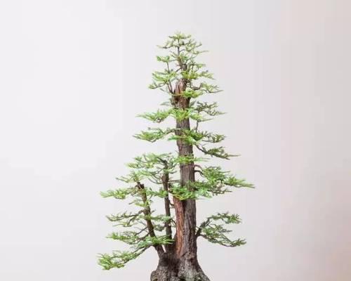 崖柏好养吗？养殖方法和养护要点是什么？