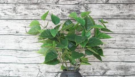 菩提树养护技巧有哪些？如何确保菩提树健康成长？