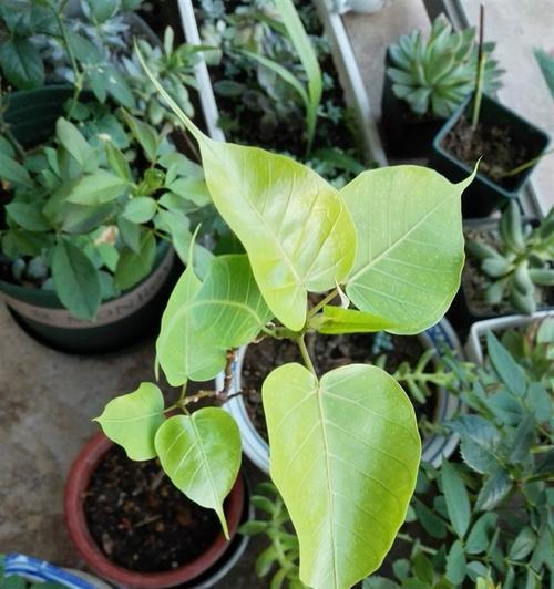 菩提树养护技巧有哪些？如何确保菩提树健康成长？