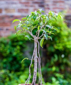 菩提树养护技巧有哪些？如何确保菩提树健康成长？