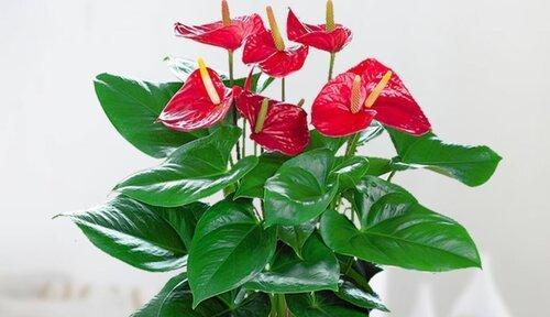 红掌移盆后需要浇水吗？移盆后的正确浇水方法是什么？