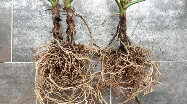 红掌移盆后需要浇水吗？移盆后的正确浇水方法是什么？