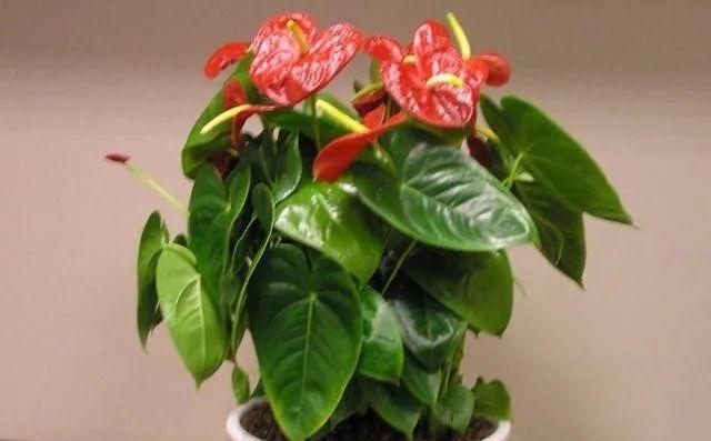 红掌移盆后需要浇水吗？移盆后的正确浇水方法是什么？