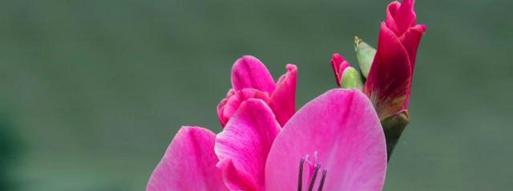 温柔之花——玫瑰花的花语（绽放温柔与爱的花朵）