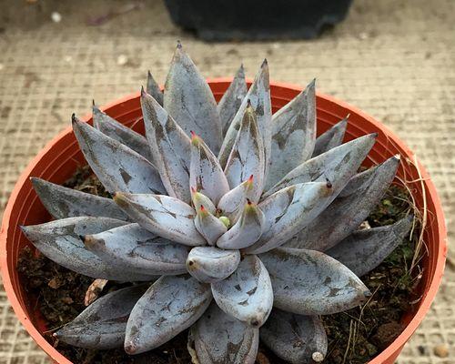 哪些植物具有吸辐射功能？如何选择适合的室内植物？