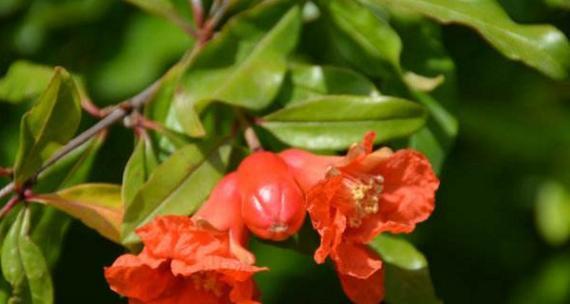 石榴花的花语是什么？石榴花代表的含义有哪些？