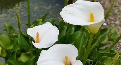 马蹄莲花语(用黄色马蹄莲诠释生命之美)