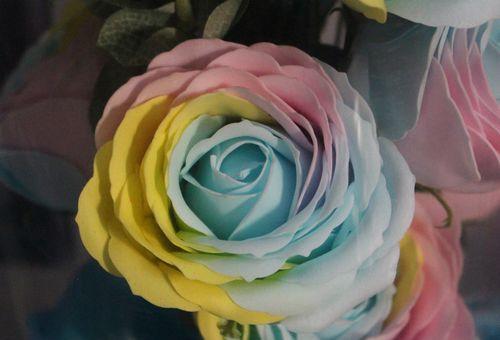 彩虹玫瑰的花语——多彩生活的象征（探索彩虹玫瑰的花语和象征意义）