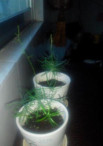 文竹种子发芽需要多长时间？如何加速发芽过程？