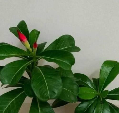文竹种子发芽需要多长时间？如何加速发芽过程？