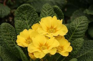 阳光花的花语——希望的象征（向阳而生）