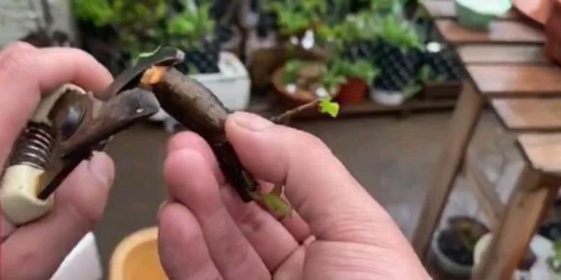 腊梅扦插的成功率高吗？如何正确进行腊梅扦插？